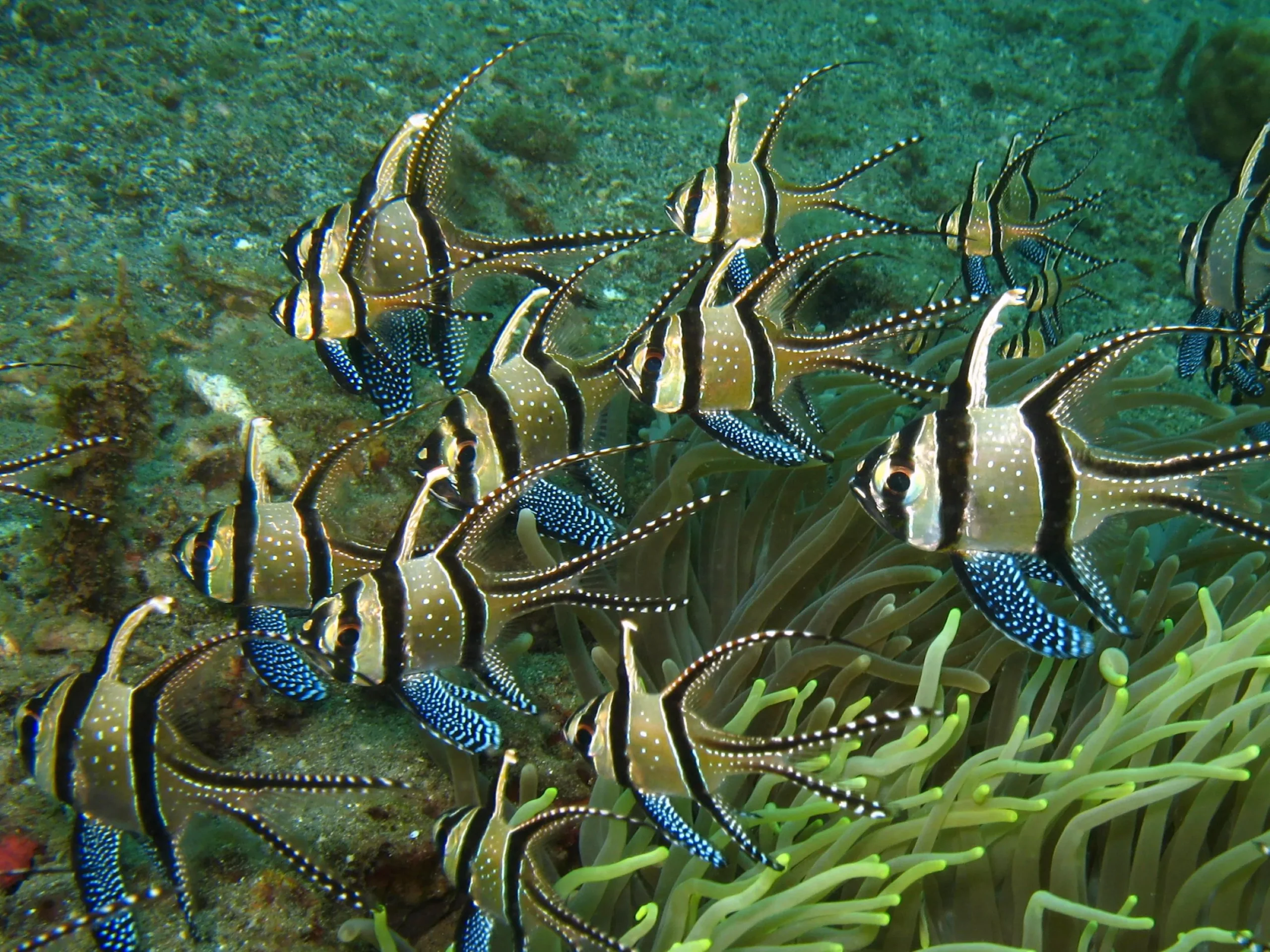 6-night Cruise of the Banggai & Sea Nomads