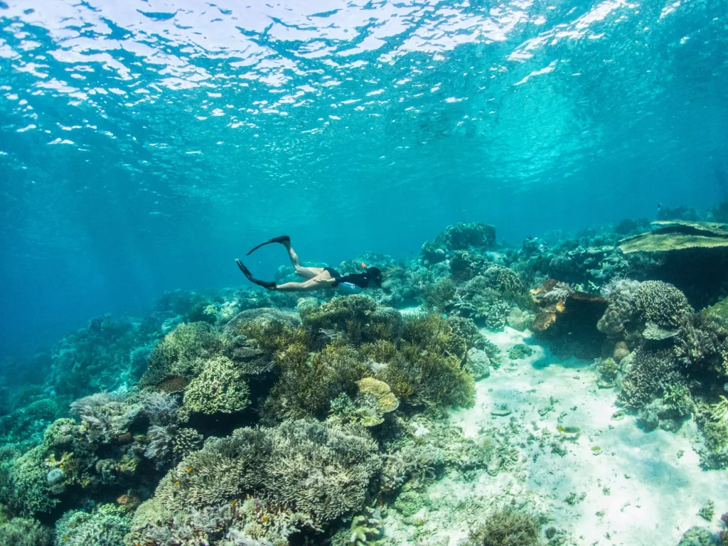 Snorkel cruises offer more diversity and colour underwater