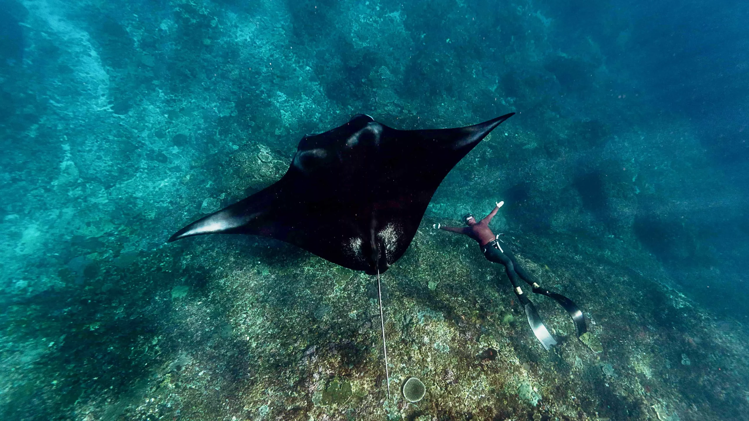 Indonesia snorkel cruises offer encounters with manta rays, turtles, reef fish, whale sharks