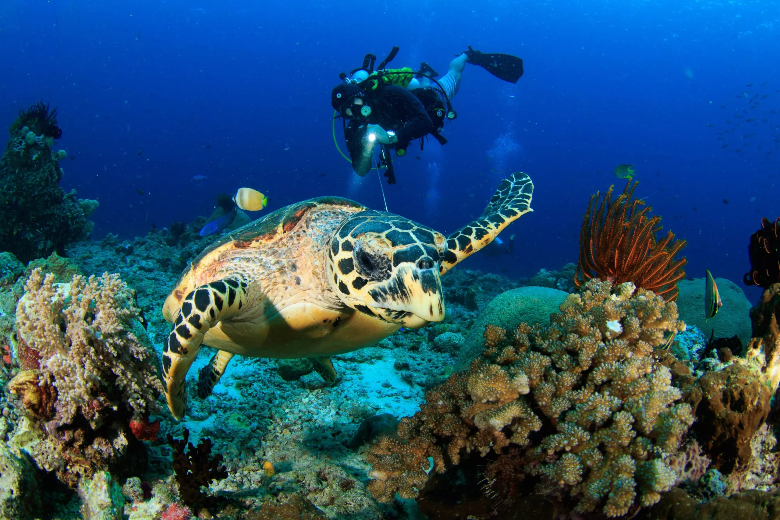 On private charter cruises, we offer relaxed, small-group scuba diving