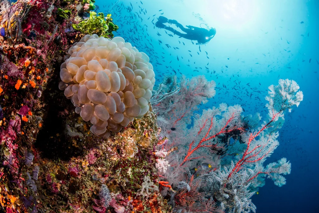 On private charter cruises, we offer relaxed, small-group scuba diving
