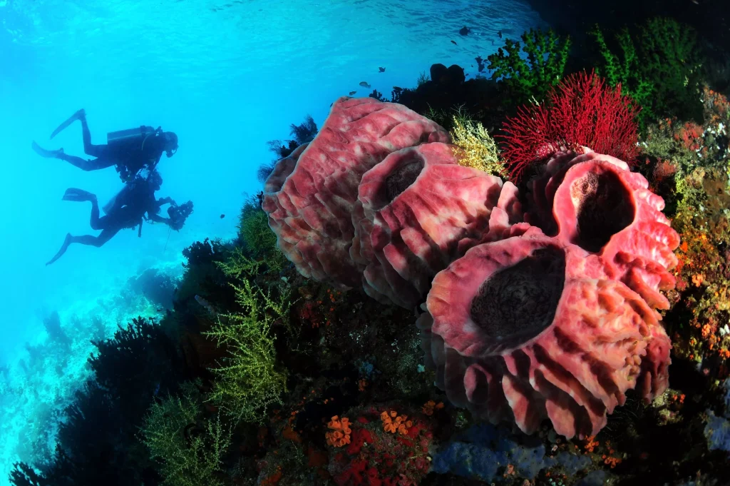 On private charter cruises, we offer relaxed, small-group scuba diving