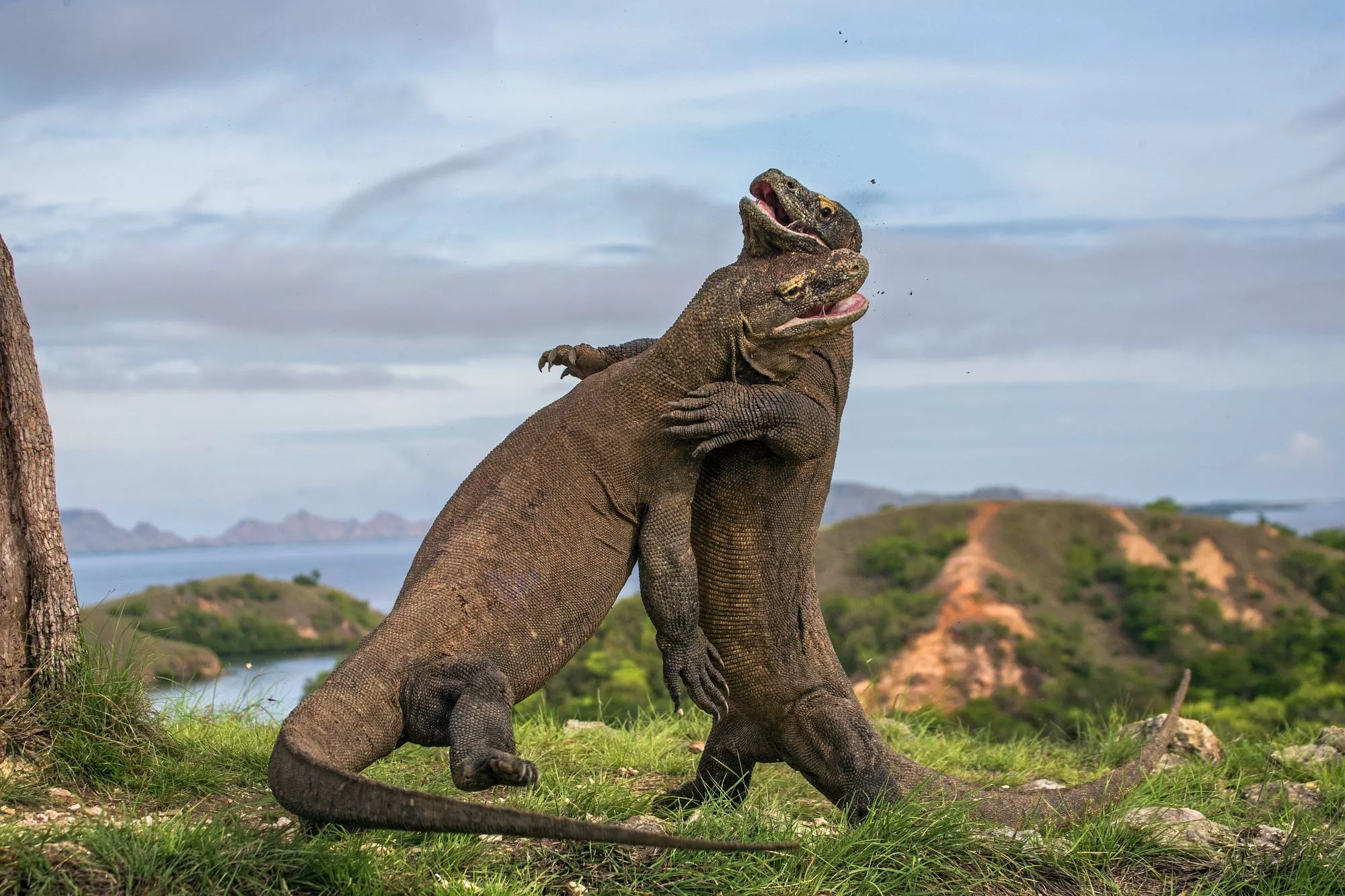Travel guide for Komodo liveaboard cruises