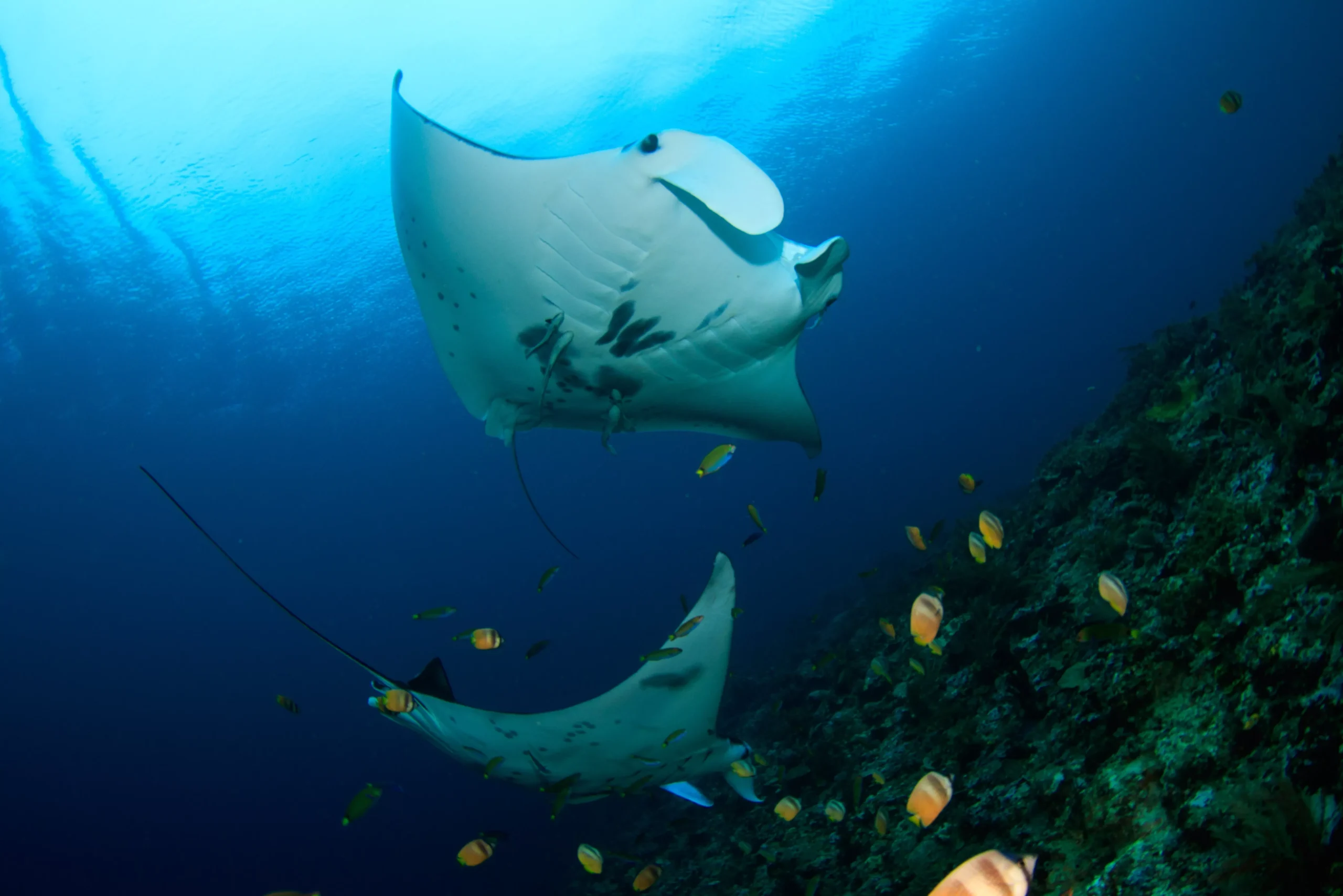 Join our hosted Banggai Cruise & directly support Blue Alliance’s conservation efforts