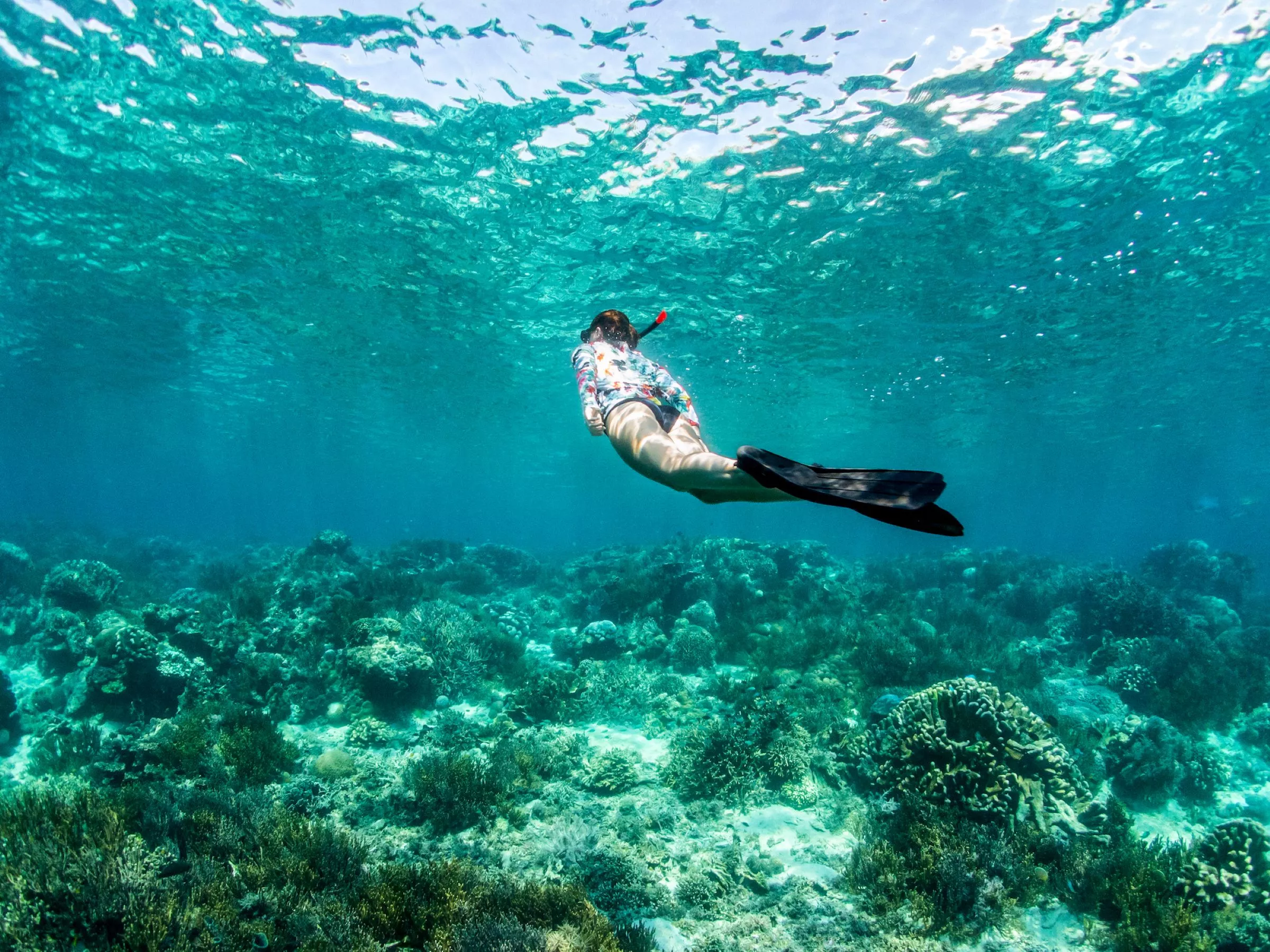 Banggai Cruise, exploring and monitoring the reefs by snorkelling