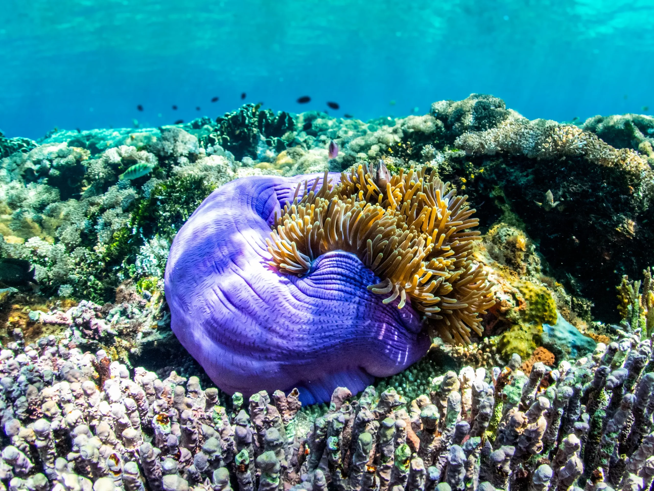 On private charter cruises, we offer relaxed, small-group scuba diving