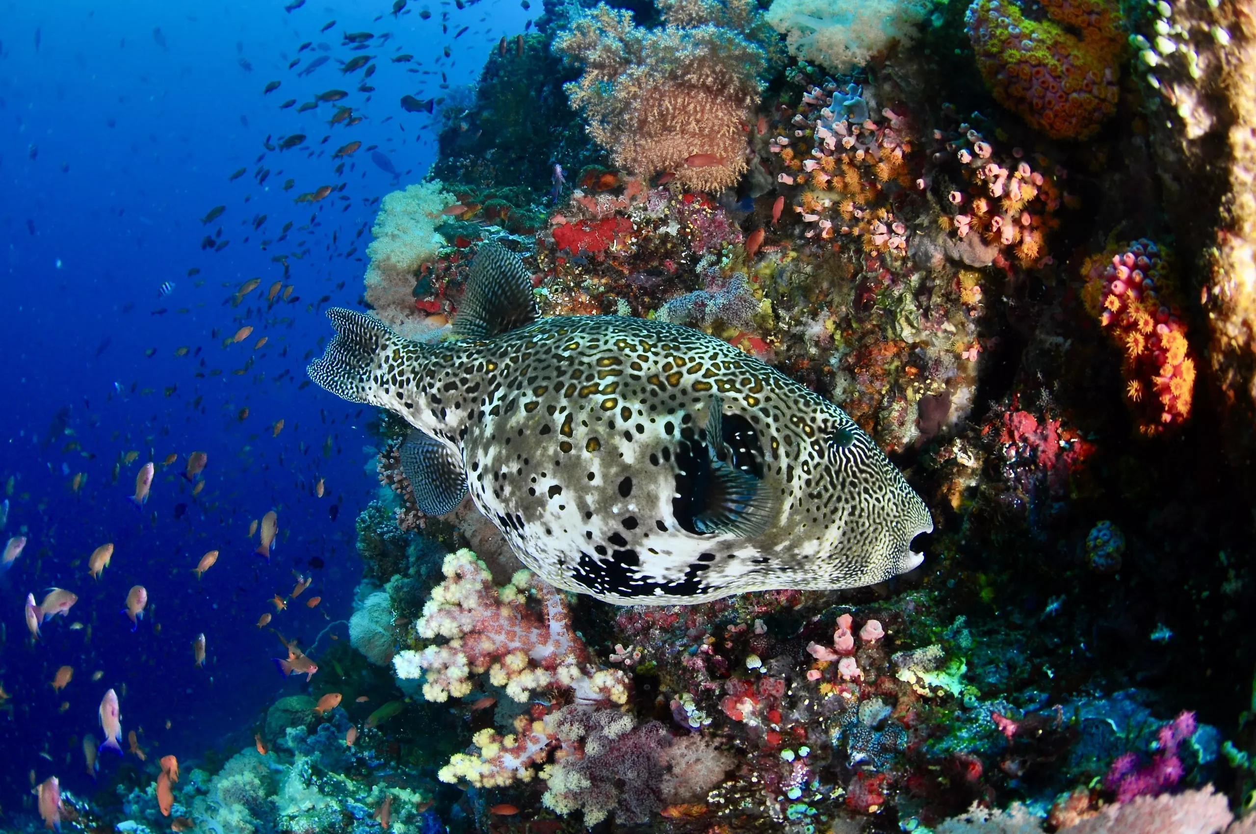 spotted-pufferfish-on-colorful-reef