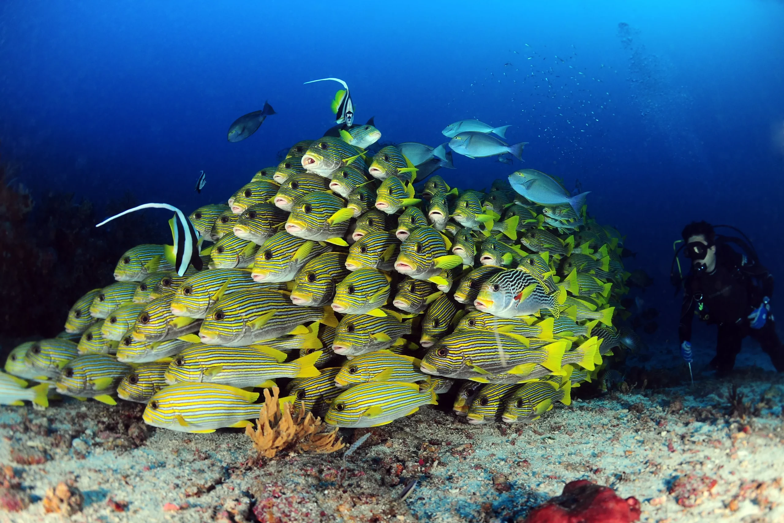 On private charter cruises, we offer relaxed, small-group scuba diving