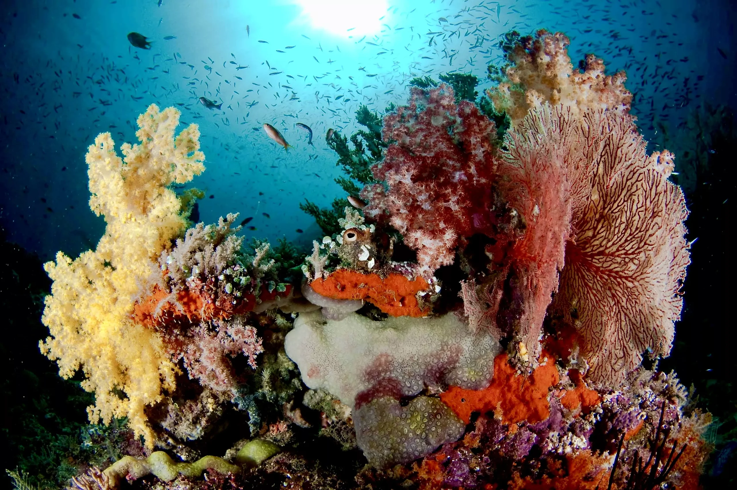 On private charter cruises, we offer relaxed, small-group scuba diving.