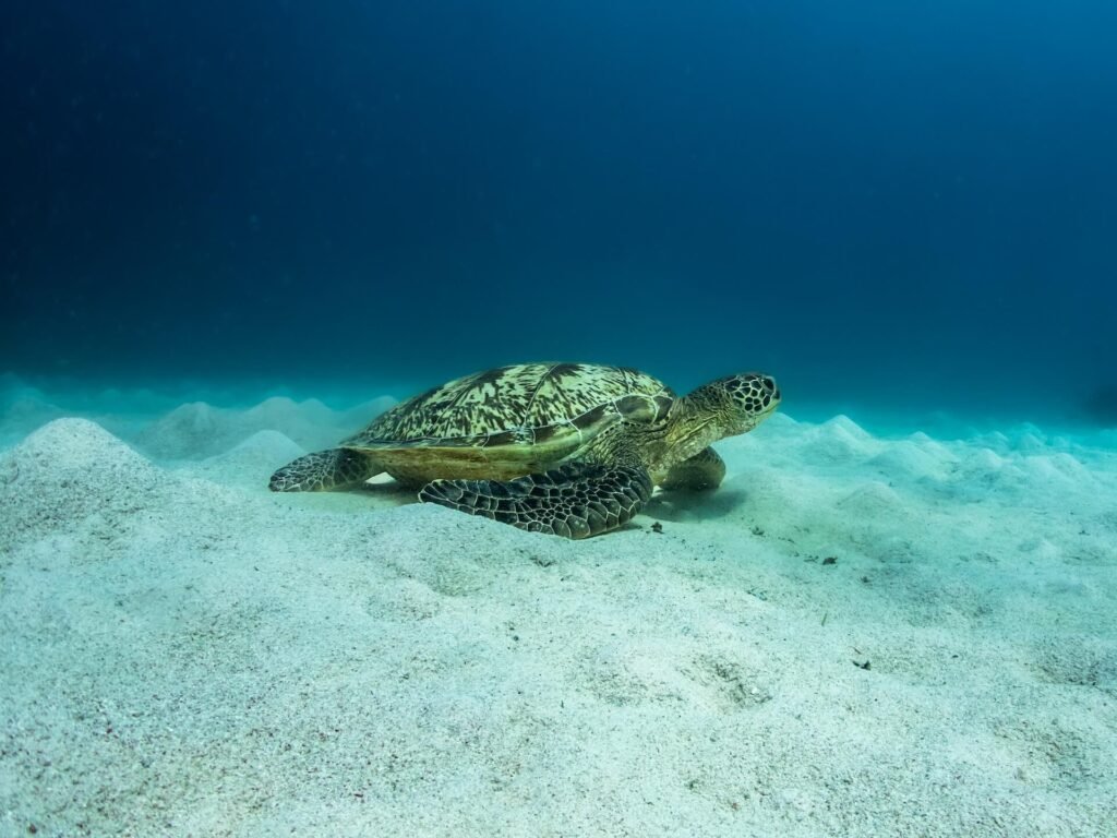 One Planet Journey — Cruise, Comfort, & Conservation in the Komodo Islands, Indonesia